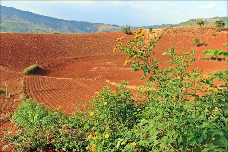 Đất đỏ bazan tại Đắk Lắk