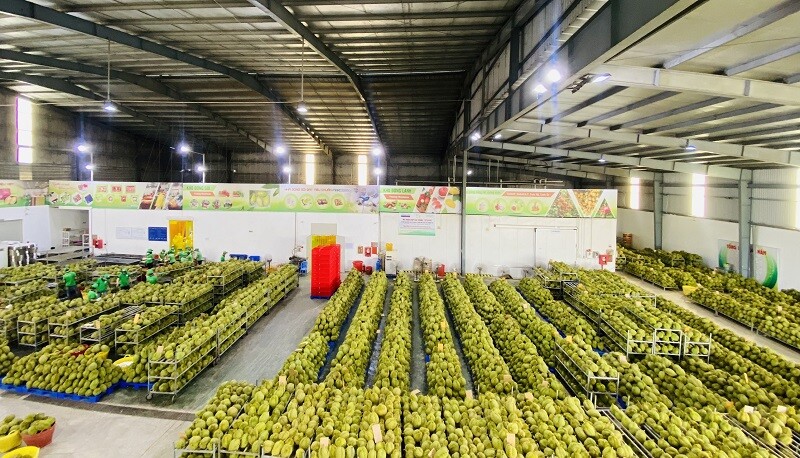 Nhà máy chế biến trái cây xuất khẩu của Công Ty CPTĐ XNK Trái Cây Chánh Thu 