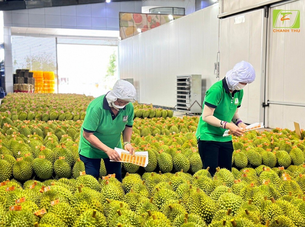 Công đoạn chuẩn bị cho xuất khẩu trái sầu riêng sang thị trường Trung Quốc