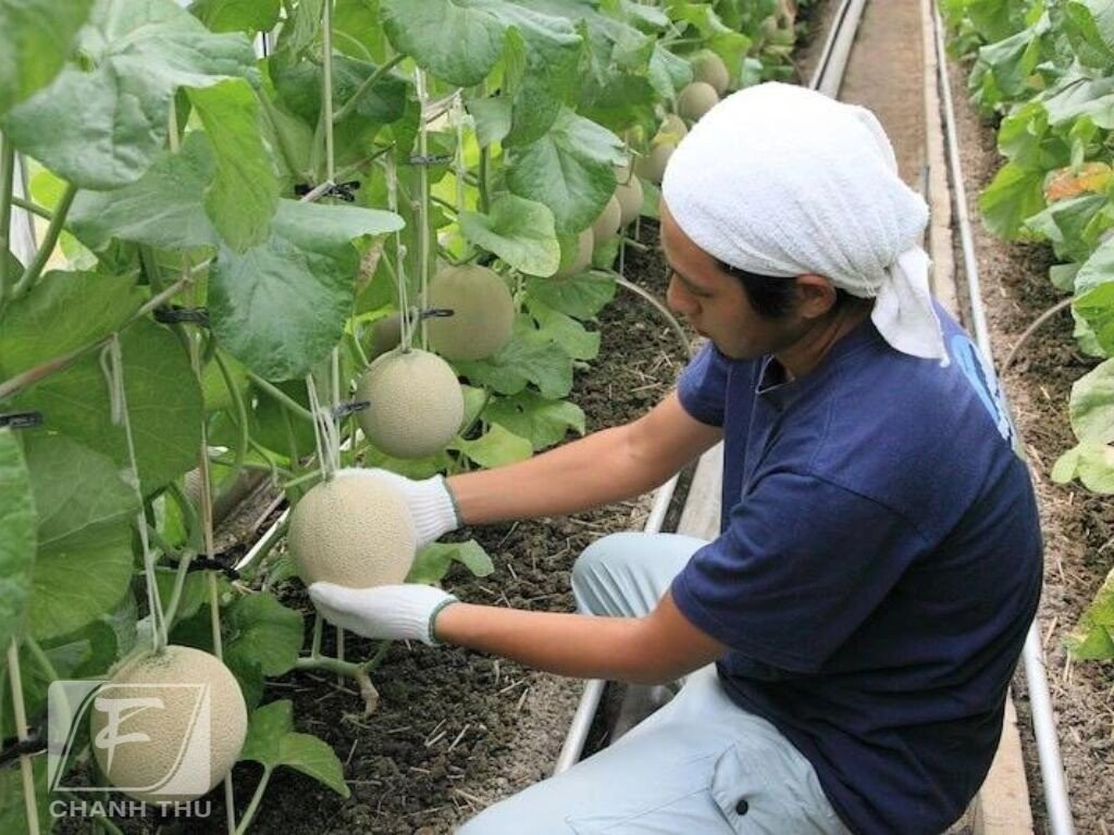 Người nông dân Nhật Bản chăm sóc từng quả dưa lưới