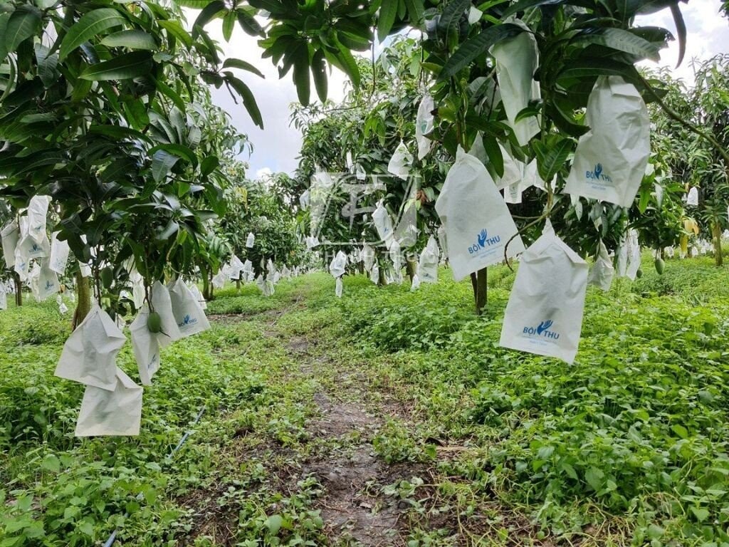 Vùng trồng trái xoài tại Việt Nam