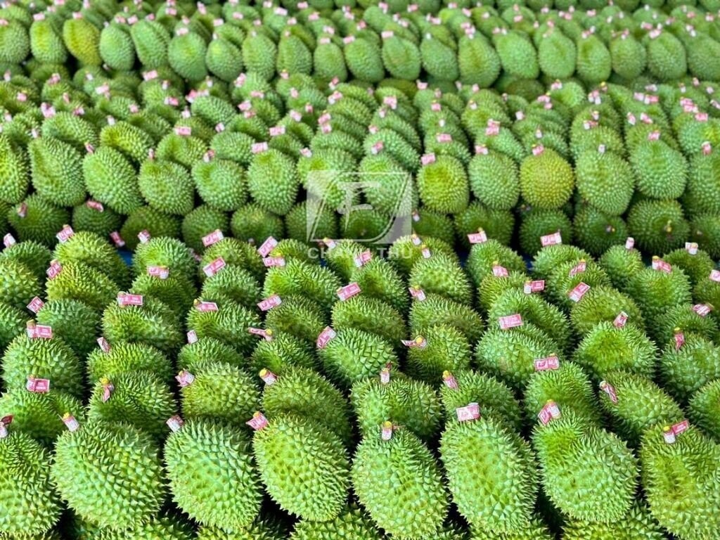 Trái Sầu riêng của Việt Nam 