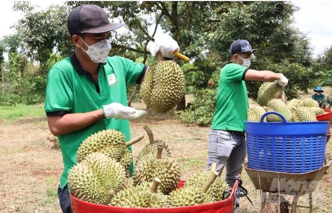 Nhân viên Chánh Thu Group kiểm tra và thu mua sầu riêng tại vùng trọng đạt tiêu chuẩn xuất khẩu